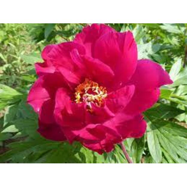 Bijūnas "WATERMELON VINE"