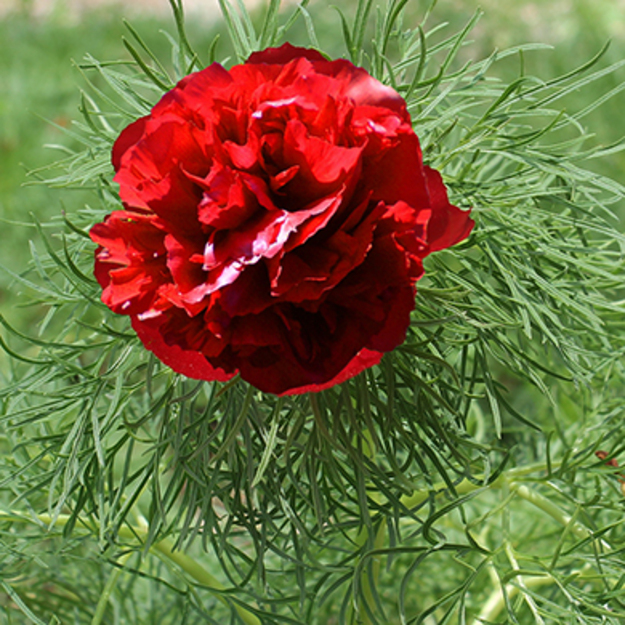 Bijūnas SIAURALAPIS PILNAVIDURIS 2022 m. 10 mėn.