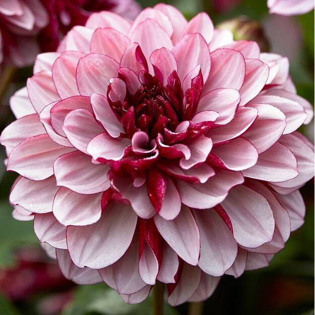 Jurginas "CREME DE CASSIS"