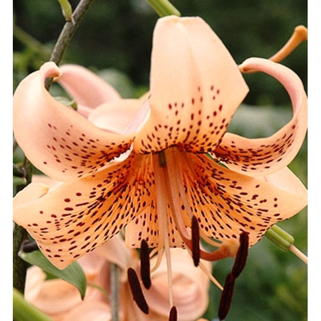 Lelija "TIGER BABIES"