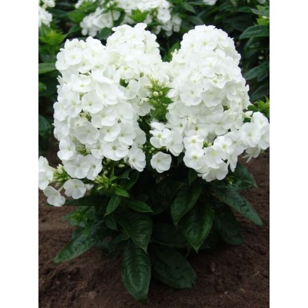 Šluotelinis flioksas 