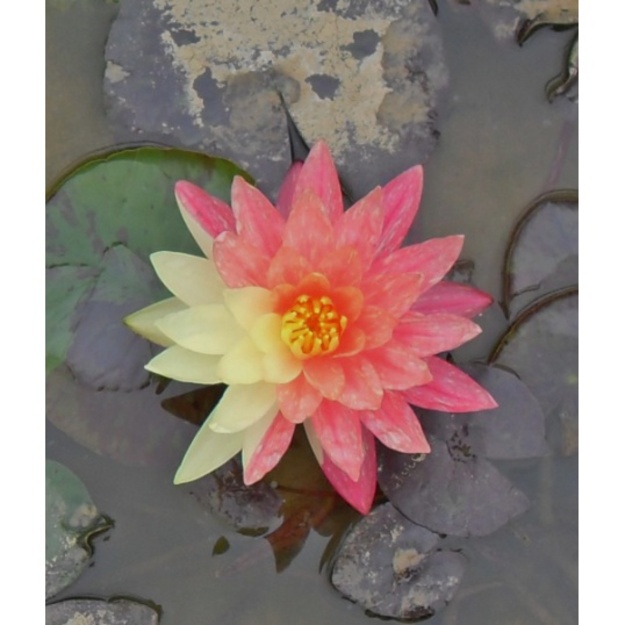 Vandens lelija „WANVISA"