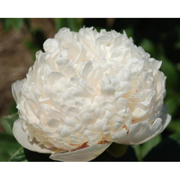 Bijūnas "COLONEL OWEN COUSINS" 4L vazone