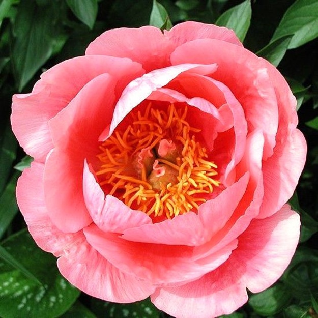 Bijūnas "LOVELY ROSE" siunčiamas 10 mėn.