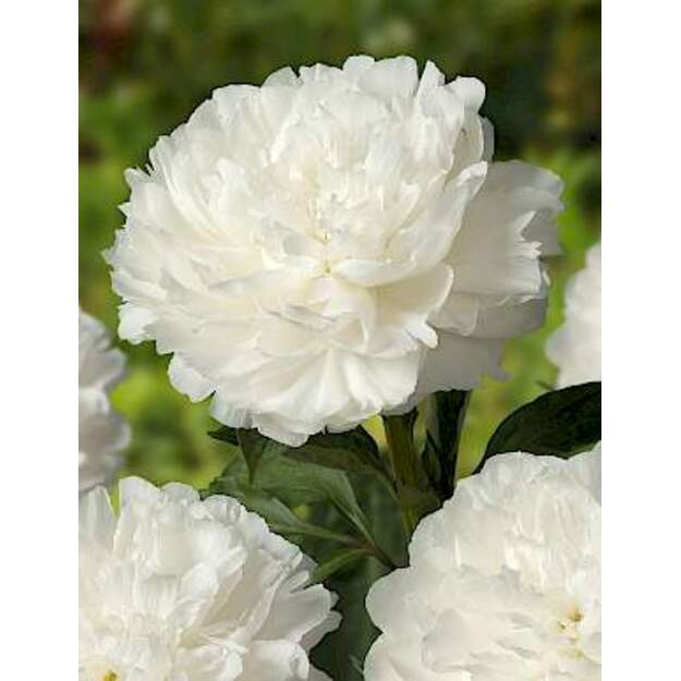 Bijūnas "ALLAN ROGERS"