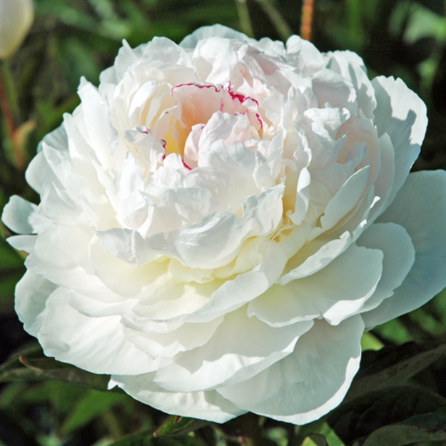 Bijūnas "AVALANCHE"