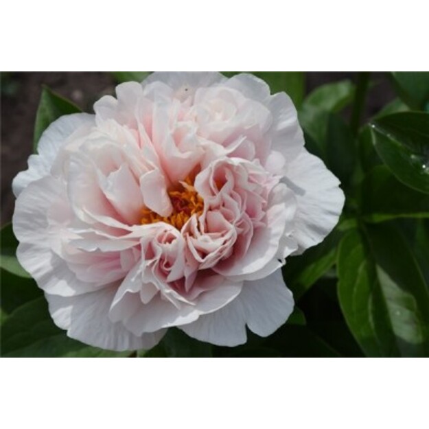 Bijūnas "BLUSHING PRINCESS"