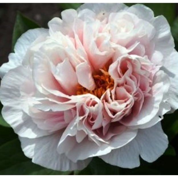 Bijūnas "BLUSHING PRINCESS"
