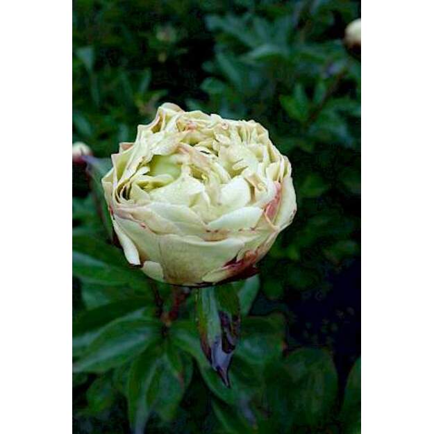 Bijūnas "CLASS ACT"