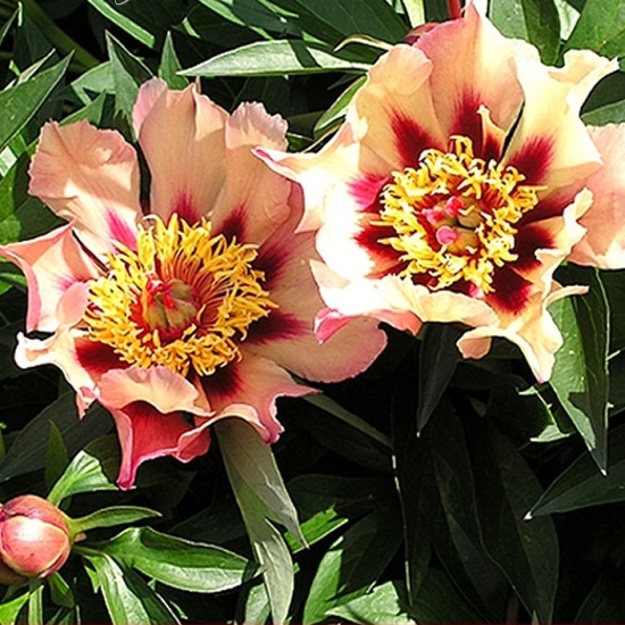 Bijūnas "COURT YESTER"