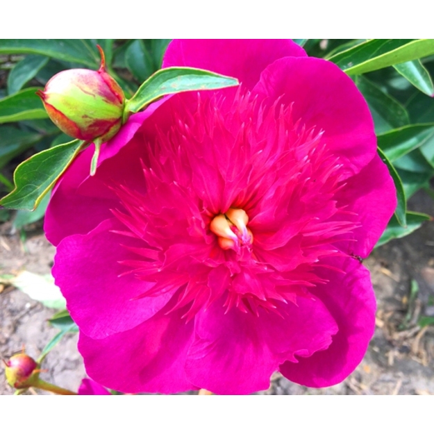 Bijūnas "EASY LAVENDER"