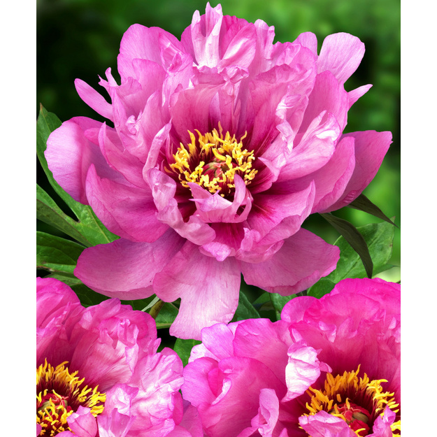 Bijūnas "FIRST ARRIVAL"