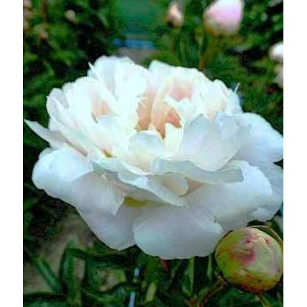 Bijūnas "IN FULL SAIL" 