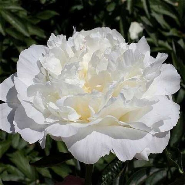 Bijūnas "IN FULL SAIL" 