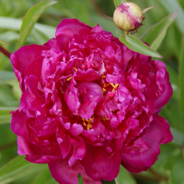 Bijūnas "KARL ROSENFIELD"