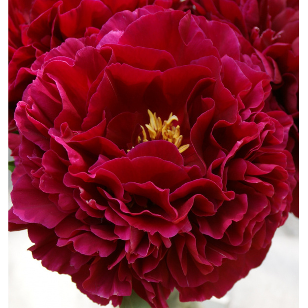 Bijūnas "OLD FAITHFULL"