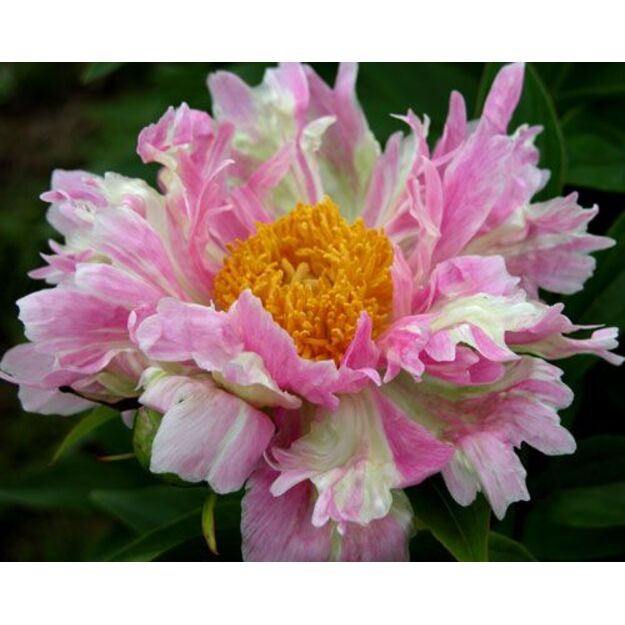 Bijūnas "PINK SPRITZER"