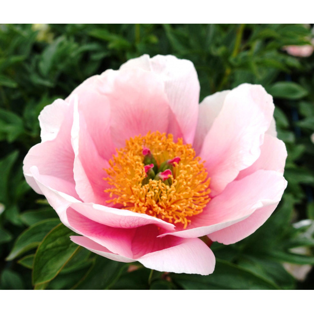 Bijūnas "SOFT SALMON SAUCER"