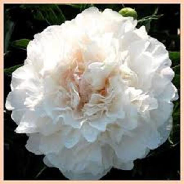 Bijūnas "WHITE BOCSTOCE"