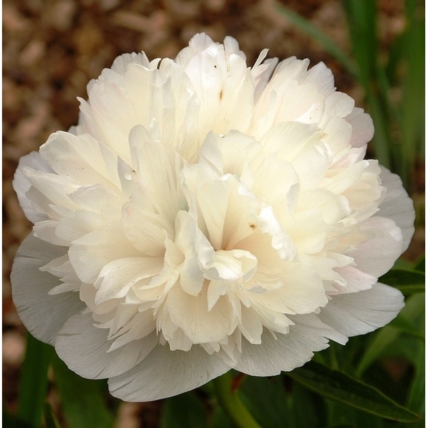 Bijūnas Vaistinis "ALBA PLENA"