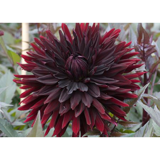 JURGINAS "BLACK JACK"