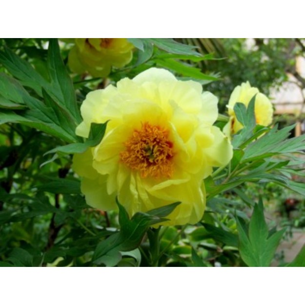 Sumedėjęs bijūnas 