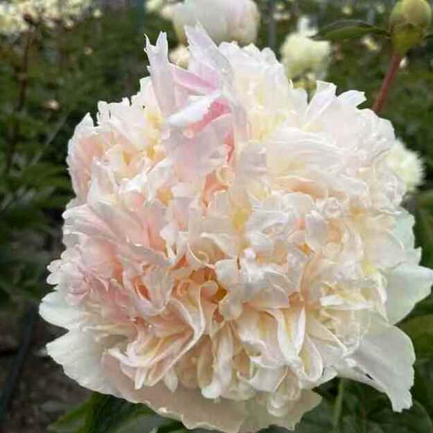 Bijūnas "MANHATTAN"