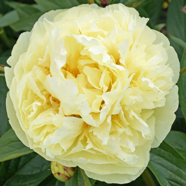 Bijūnas "SEIDL'S SUPER" 7L vazone