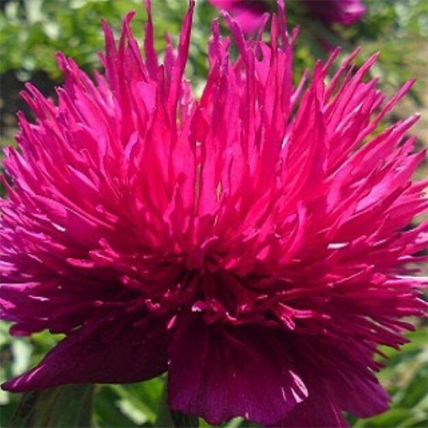 Bijūnas "RED SPIDER" siunčiamas 09 mėn. 