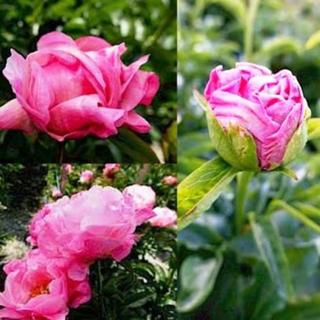 Bijūnas "PINK CHOICE"