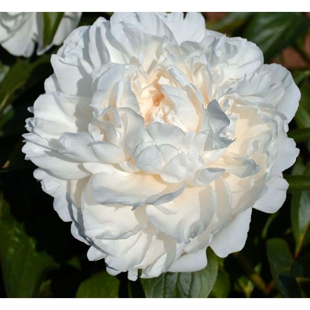 Bijūnas "AMALIA OLSON"