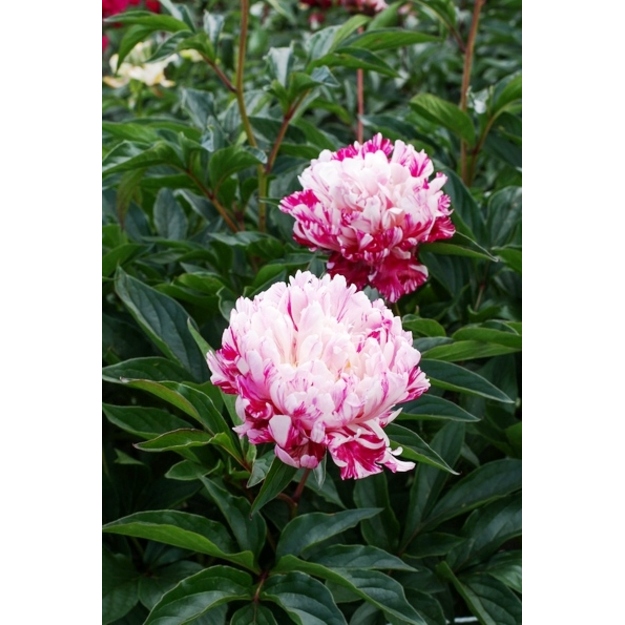 Bijūnas "CANDY STRIPE"