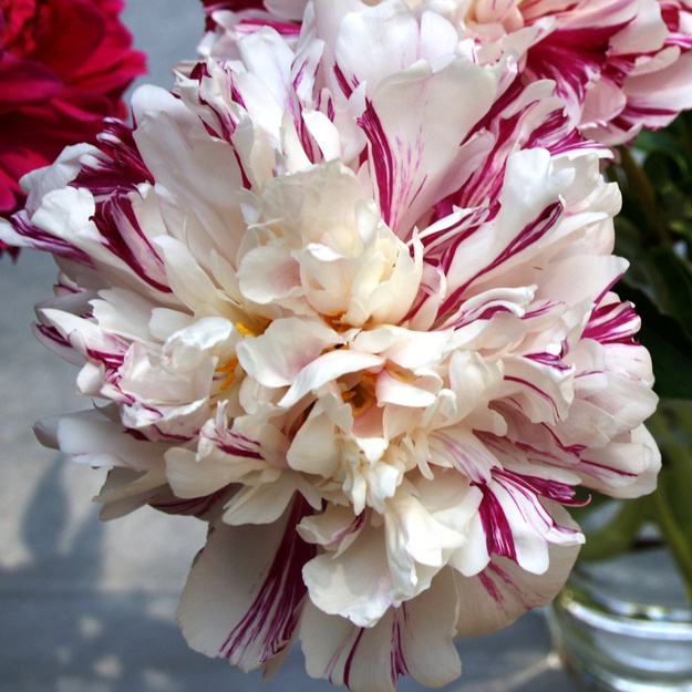 Bijūnas "CANDY STRIPE"