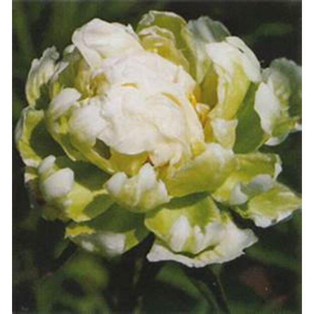 Bijūnas "GREEN HALO"