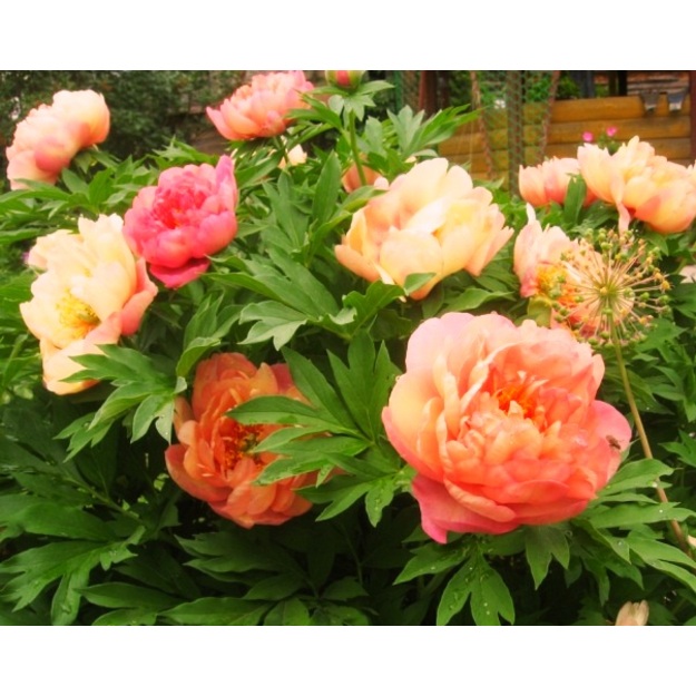 Bijūnas "MAGICAL MYSTERY TOUR"