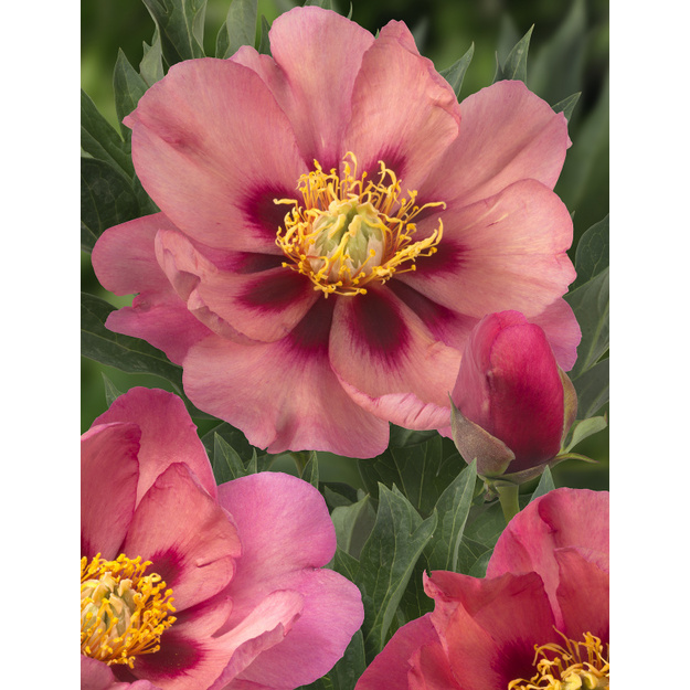 Bijūnas "OLD ROSE DANDY"