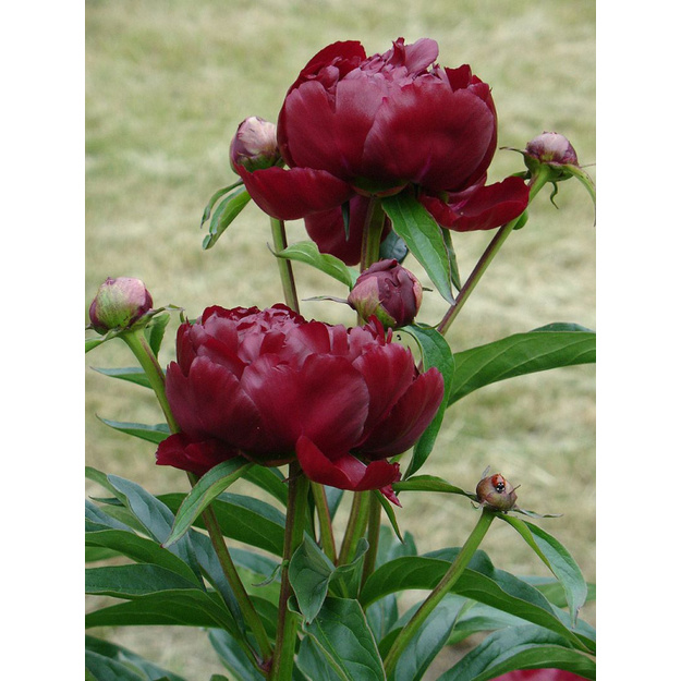 Bijūnas "PETER BRAND"