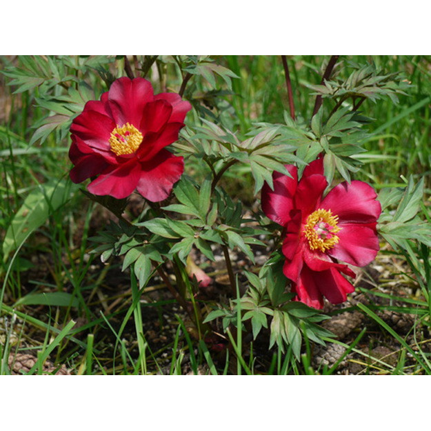 Bijūnas "SCARLET HAEVEN"