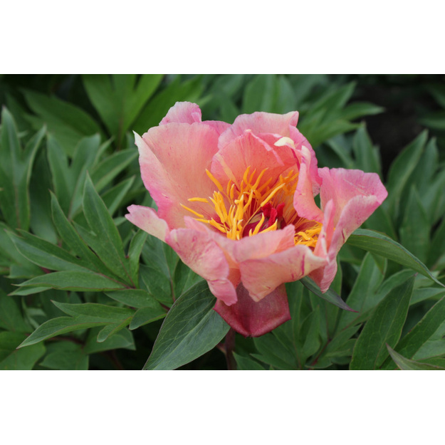 Bijūnas "SUNSHINE SENSATION"