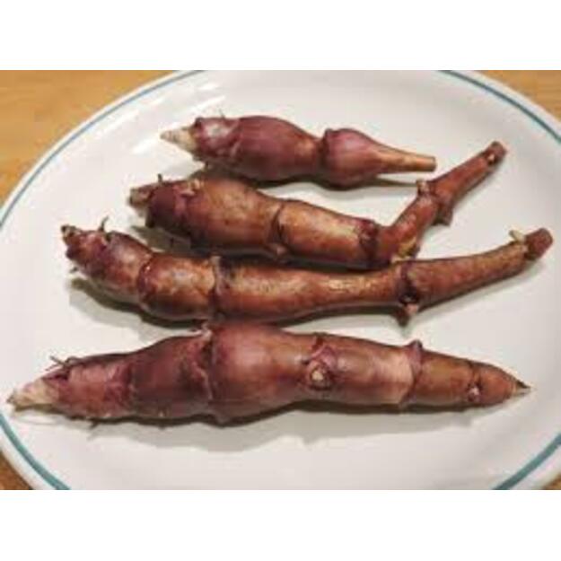 Bulvinė saulėgrąža "AURORA RUBIN"