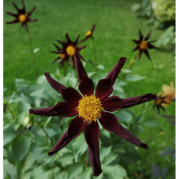 JURGINAS "VERRONE'S OBISDIAN"