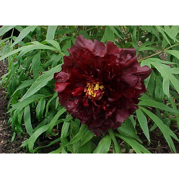 Medėjantis bijūnas 