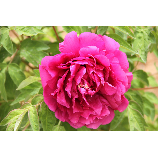 Sumedėjęs bijūnas 