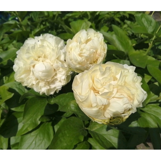 Bijūnas "BLONDE VISION"