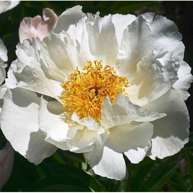 Bijūnas "KRINKLED WHITE"