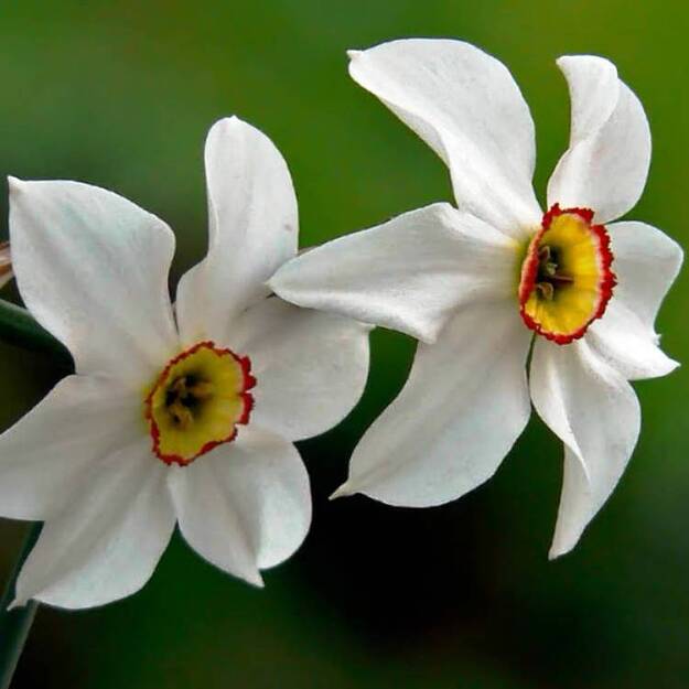 Narcizas poetinis 5 vnt.