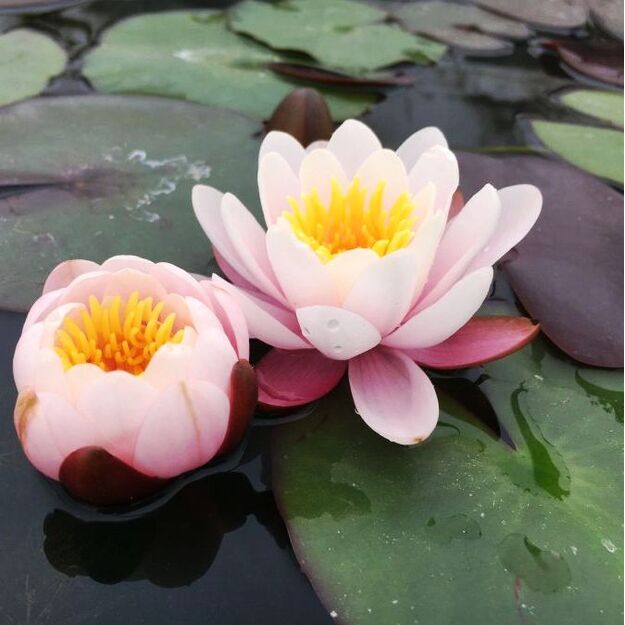Vandens lelija "MARLIACEA ROSEA"