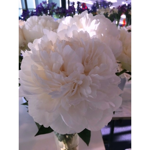 Bijūnas "BOWL OF CREAM"