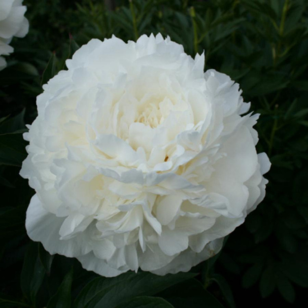 Bijūnas "CASABLANCA"