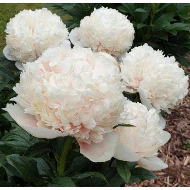 Bijūnas "COLONEL OWEN COUSINS"